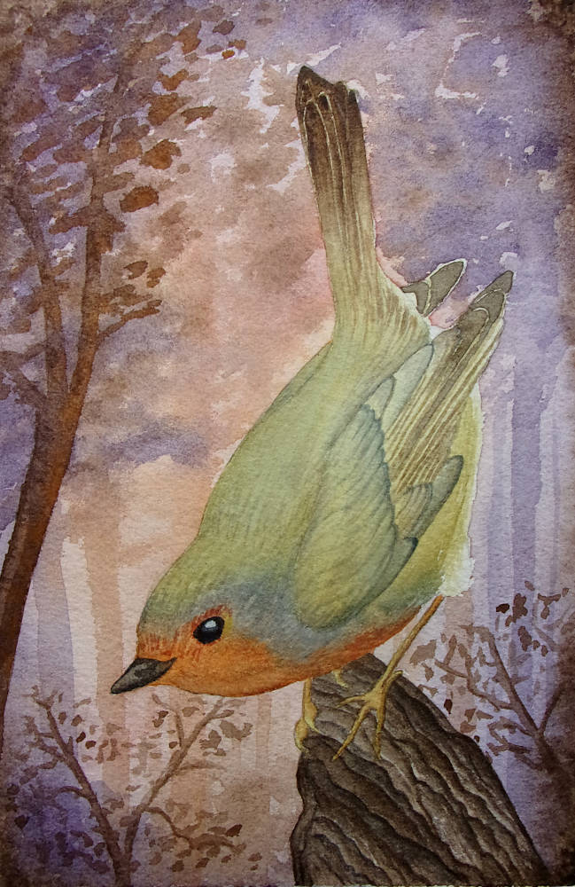 Rouge-Gorge, aquarelle de Garance