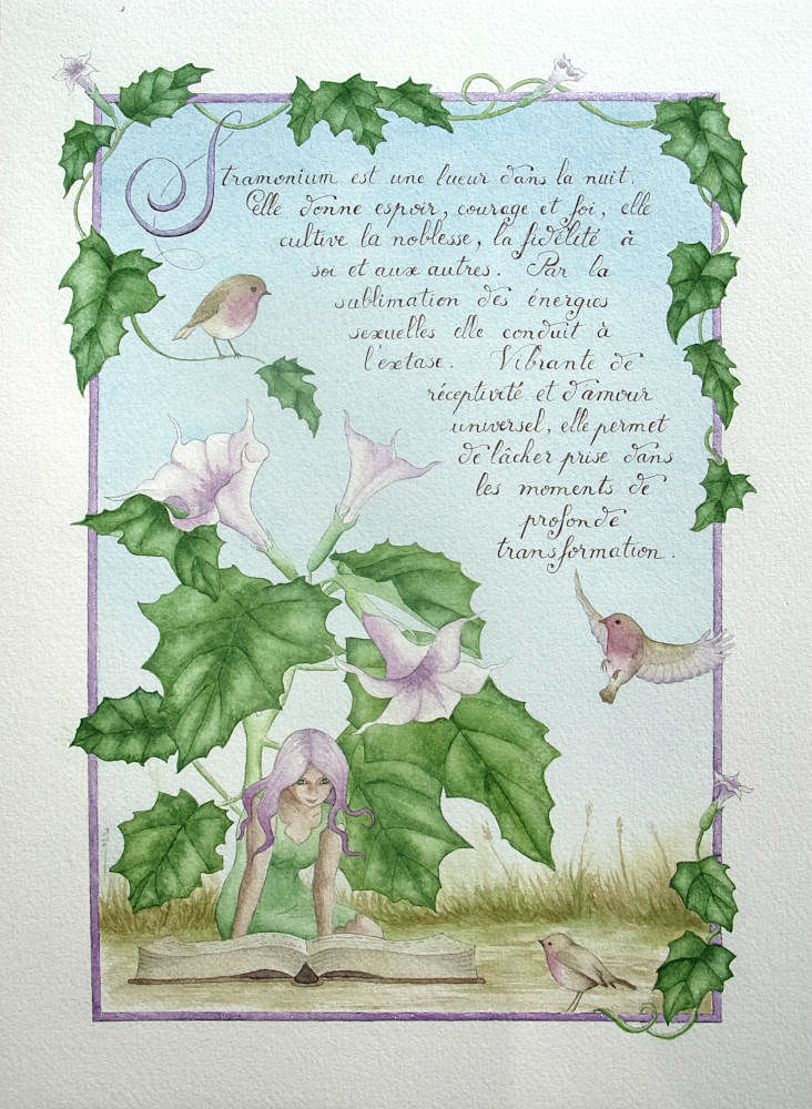 Stramonium, aquarelle de Garance